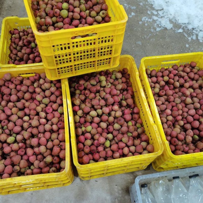 灵山荔枝