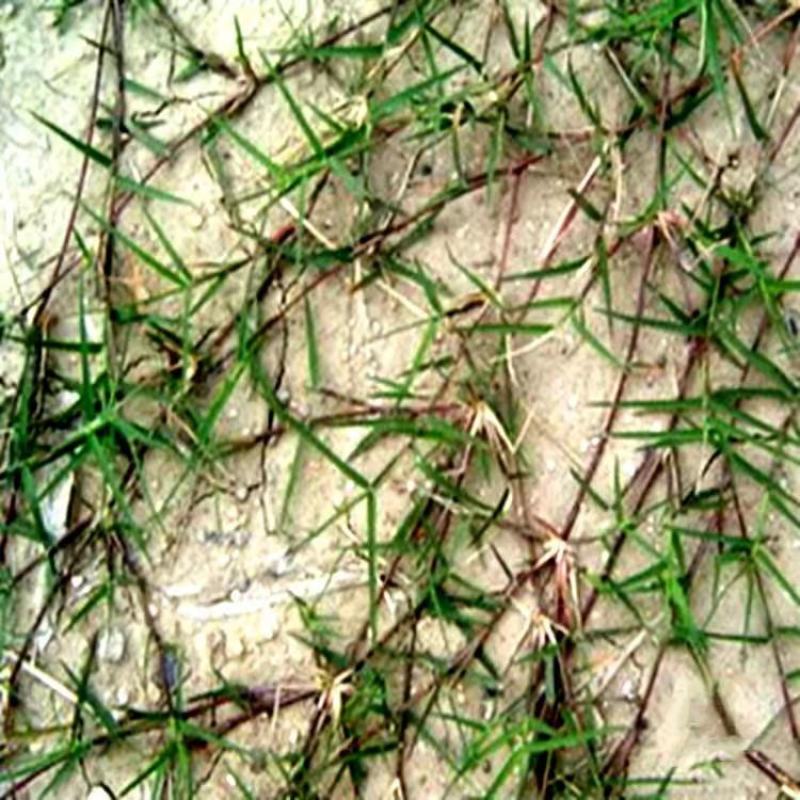 巴根草种子铁线草护坡草籽爬地草绊根草护坡种子防水土流失