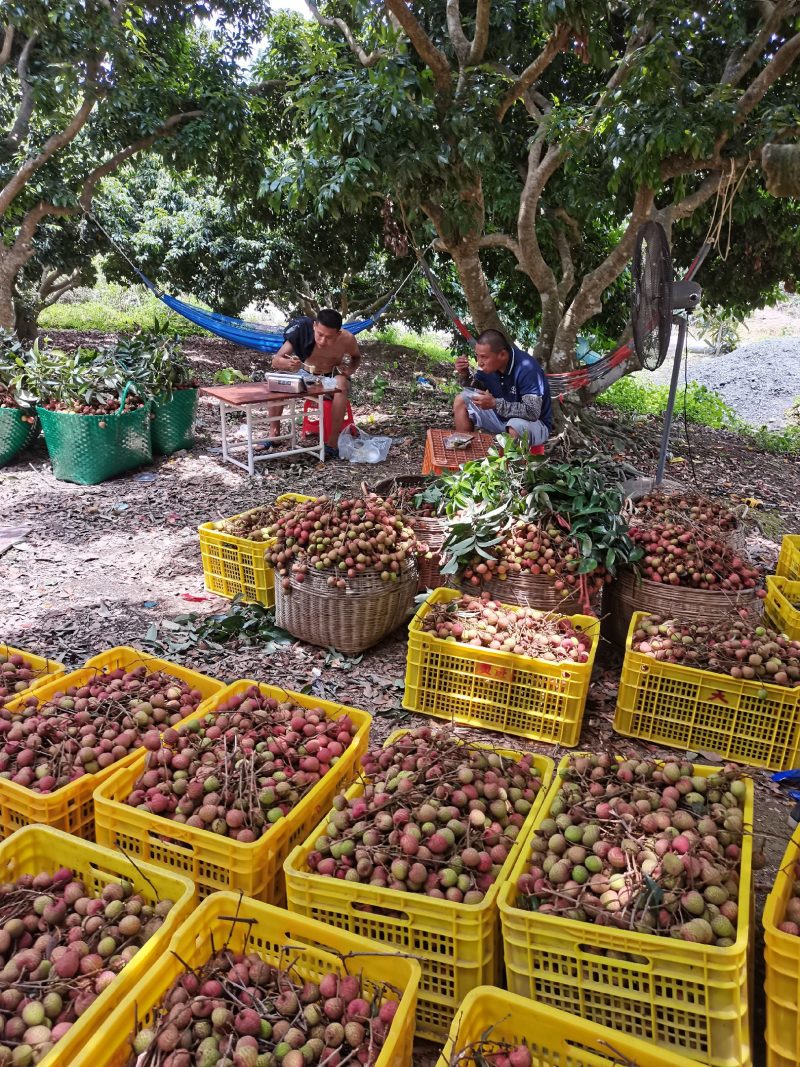 灵山荔枝