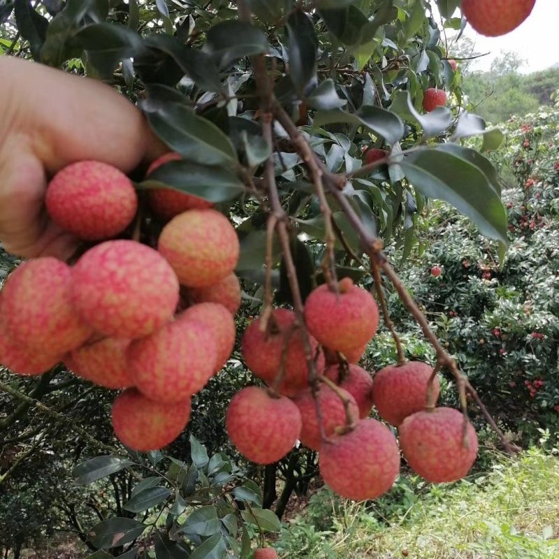灵山白糖嘤