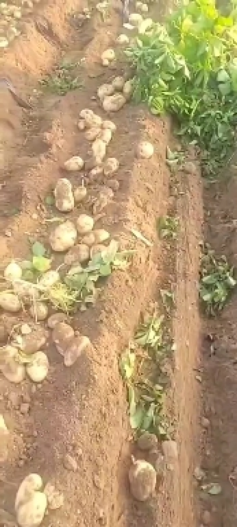 推荐基地便宜土豆河南土豆黄心土豆，荷兰十五，中暑5号。