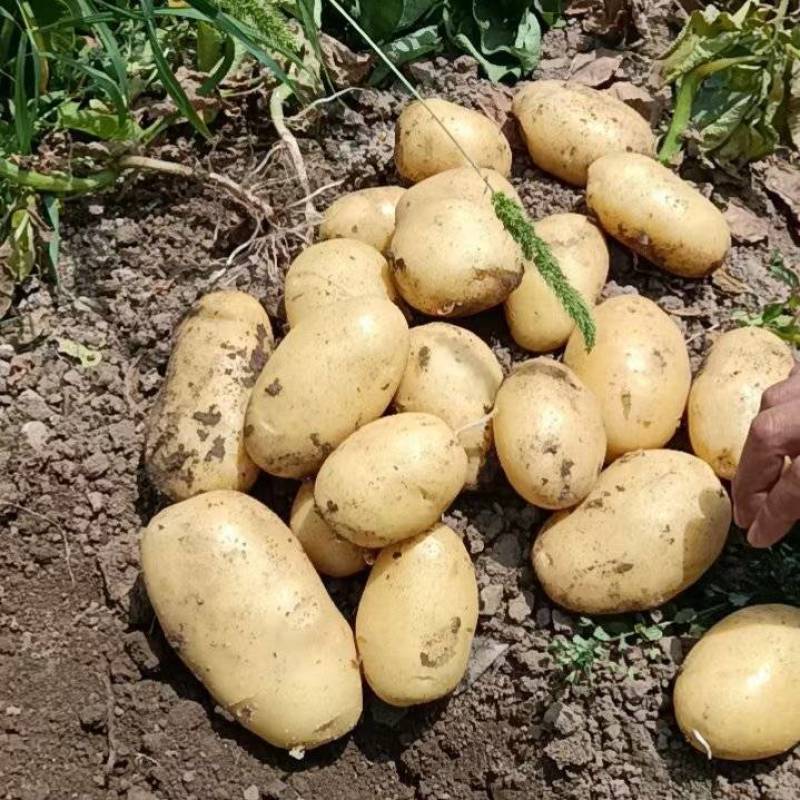 推荐基地便宜土豆河南土豆黄心土豆，荷兰十五，中暑5号。