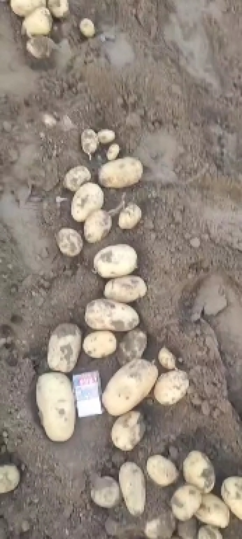 推荐基地便宜土豆河南土豆黄心土豆，荷兰十五，中暑5号。