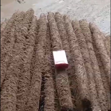 白玉基地