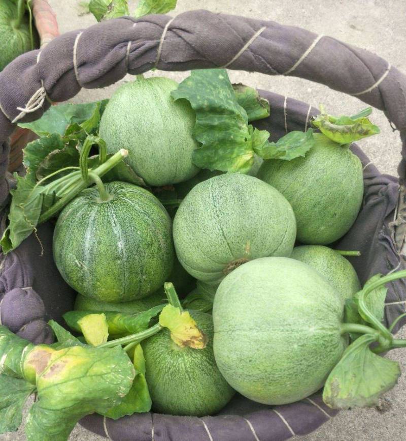 头茬绿宝甜瓜【推荐】基地直供规格齐全价格便宜一条龙