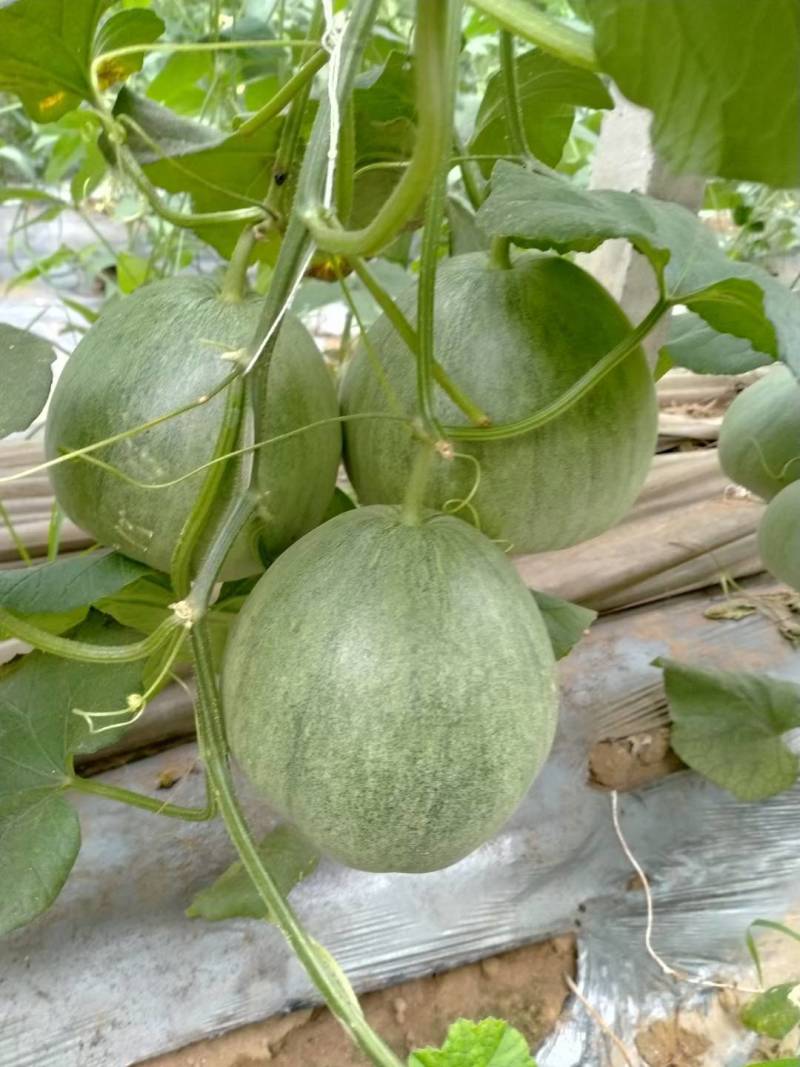 头茬绿宝甜瓜【推荐】基地直供规格齐全价格便宜一条龙