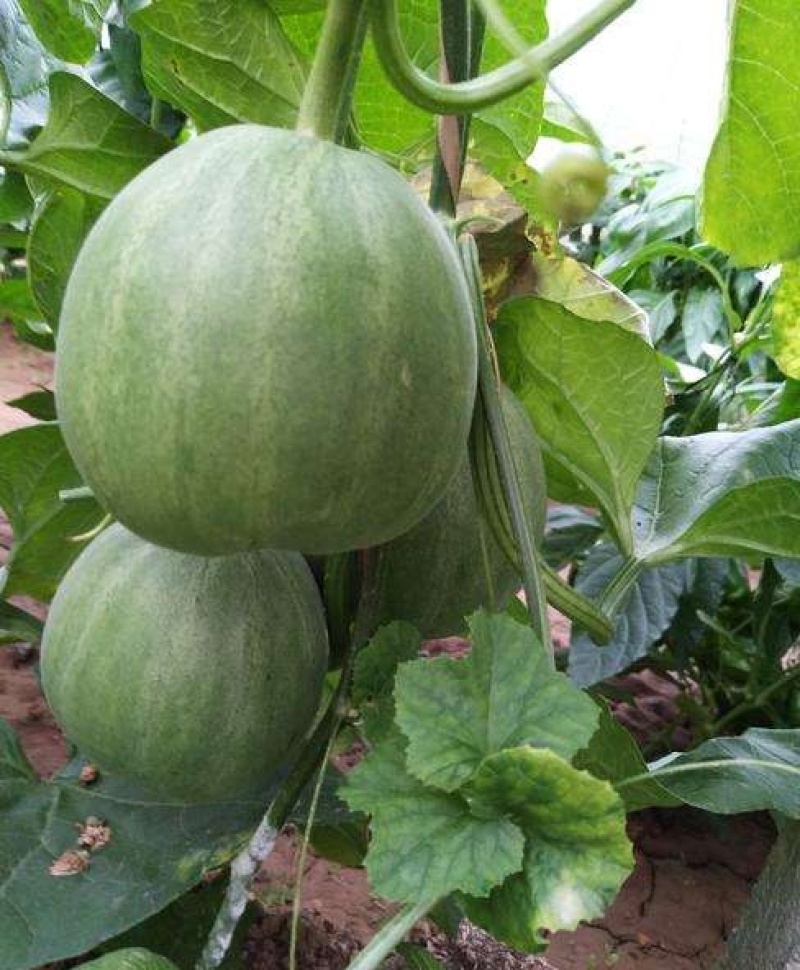 头茬绿宝甜瓜【推荐】基地直供规格齐全价格便宜一条龙