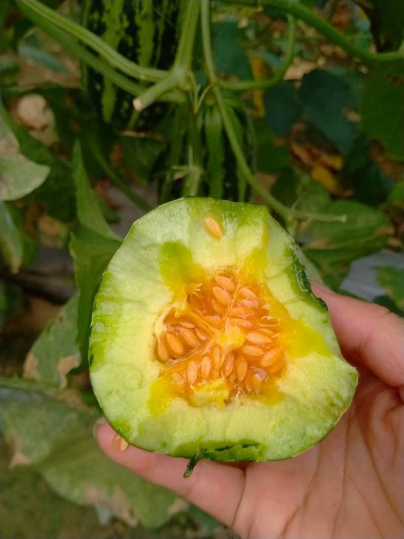 头茬绿宝甜瓜【推荐】基地直供规格齐全价格便宜一条龙