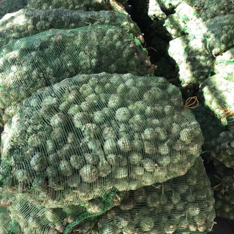 我这里有10000斤紫皮大蒜，有意者联系我。