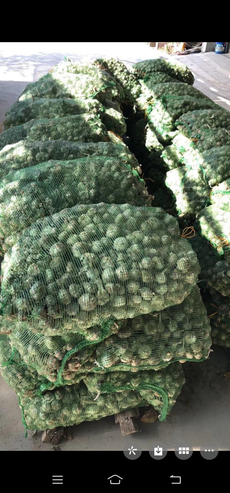 我这里有10000斤紫皮大蒜，有意者联系我。