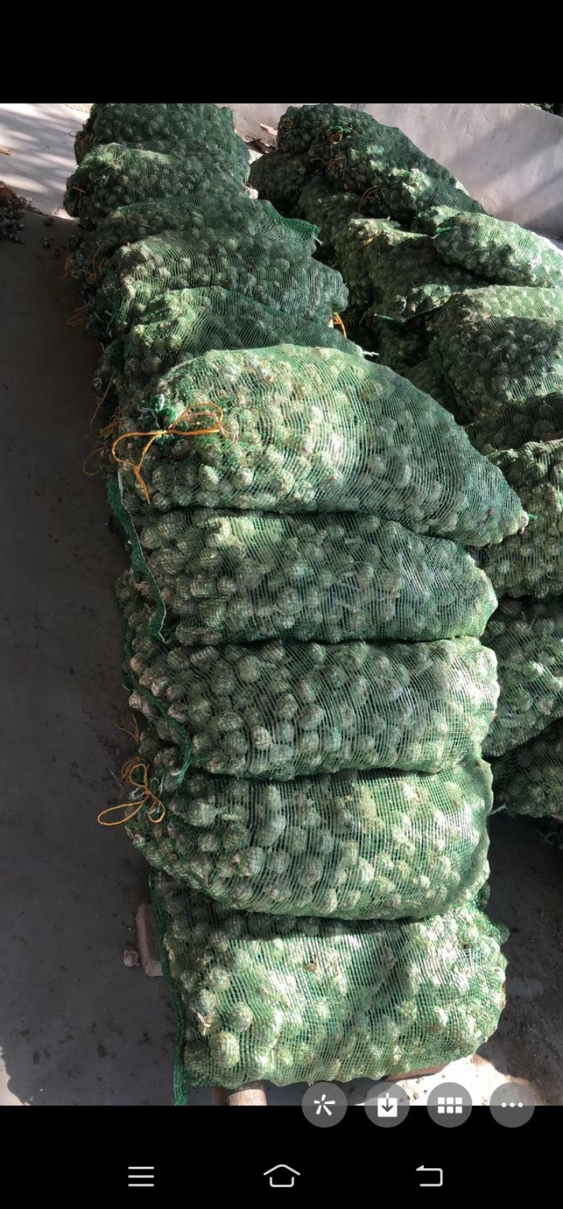 我这里有10000斤紫皮大蒜，有意者联系我。