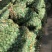 我这里有10000斤紫皮大蒜，有意者联系我。