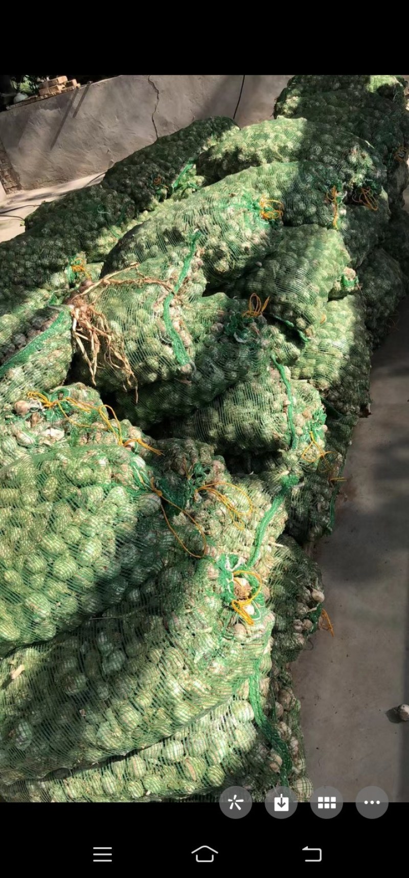 我这里有10000斤紫皮大蒜，有意者联系我。