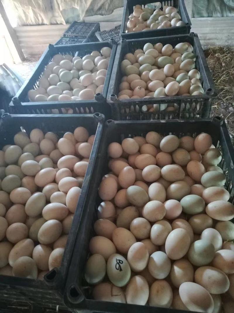 鲜鸭蛋全国发货对接加工厂食品厂电商批发商超养殖场直供