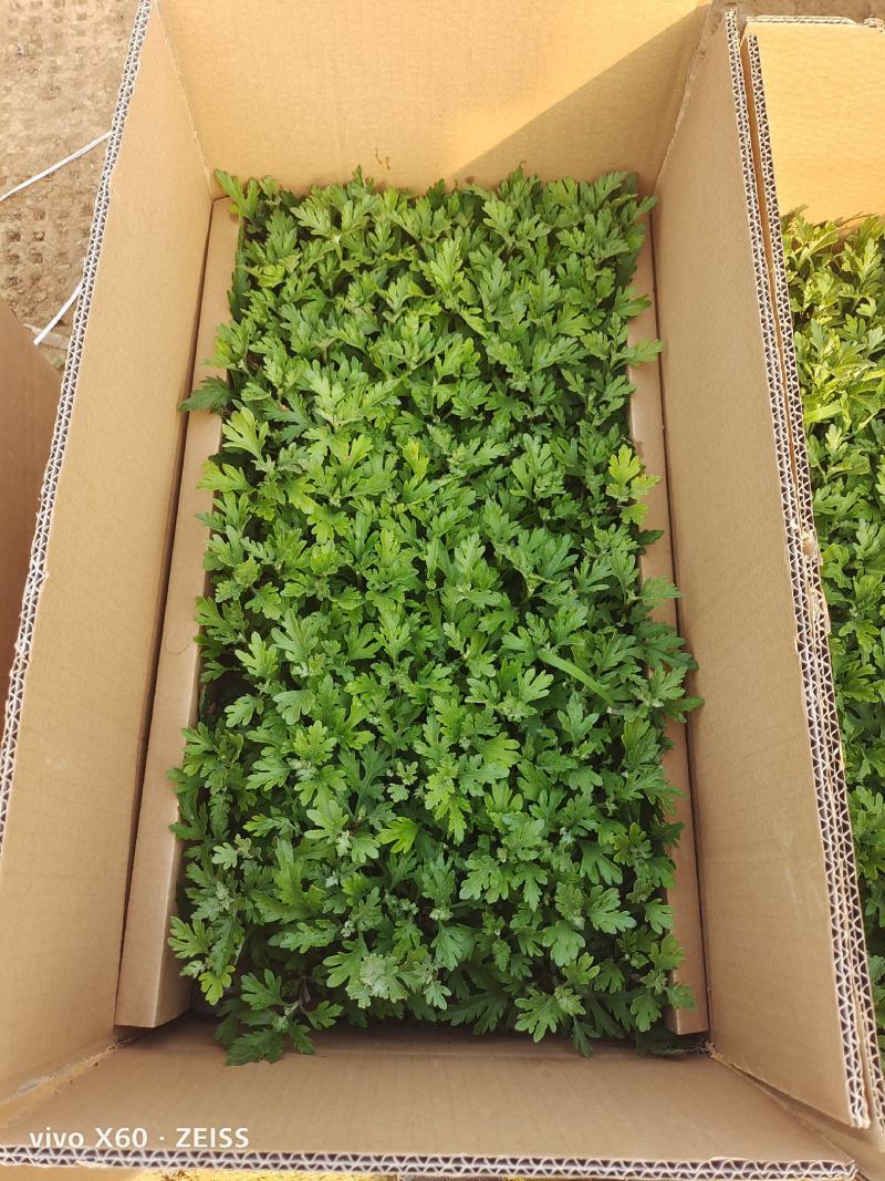 国庆菊，千头菊，穴盘苗，有黄色的，红色的，粉色的，玫红色