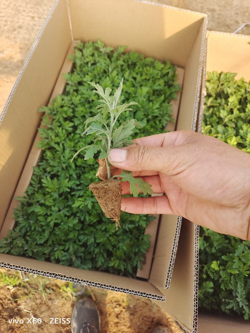 国庆菊，千头菊，穴盘苗，有黄色的，红色的，粉色的，玫红色