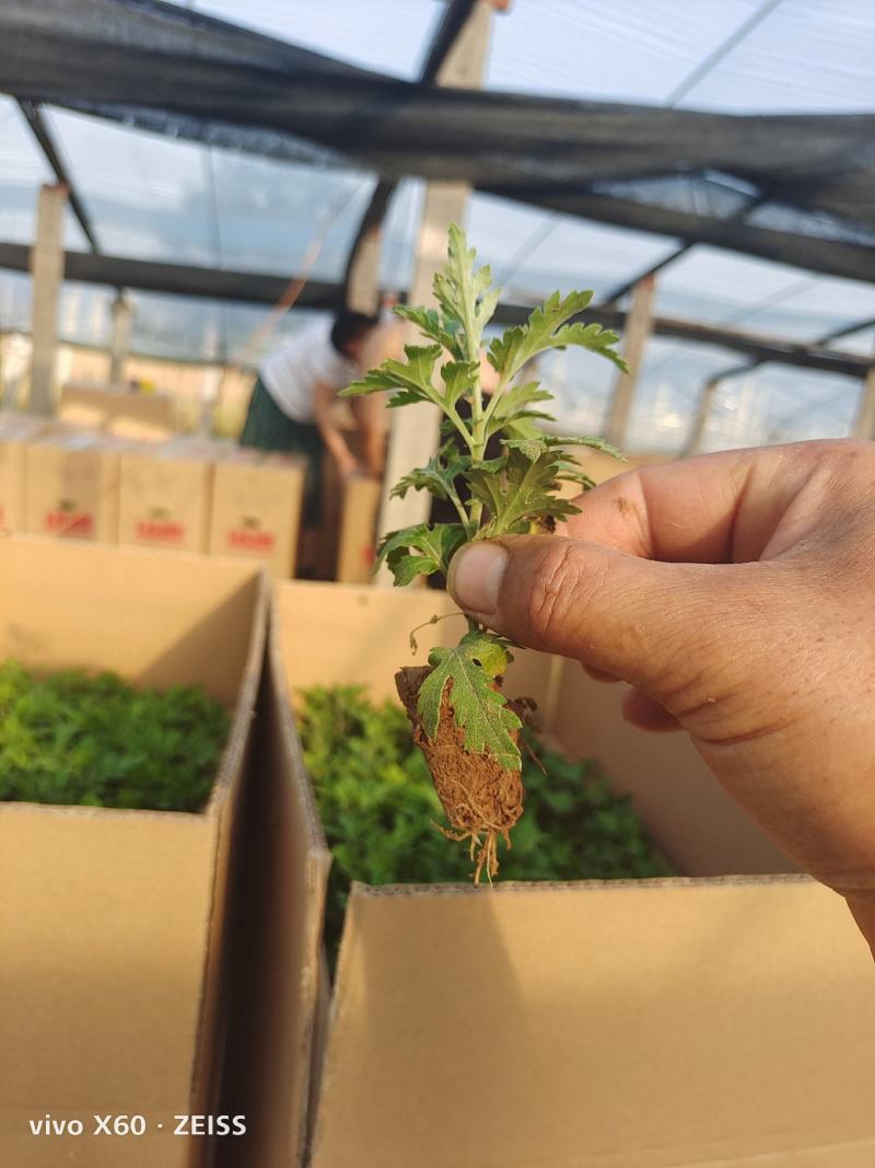 国庆菊，千头菊，穴盘苗，有黄色的，红色的，粉色的，玫红色