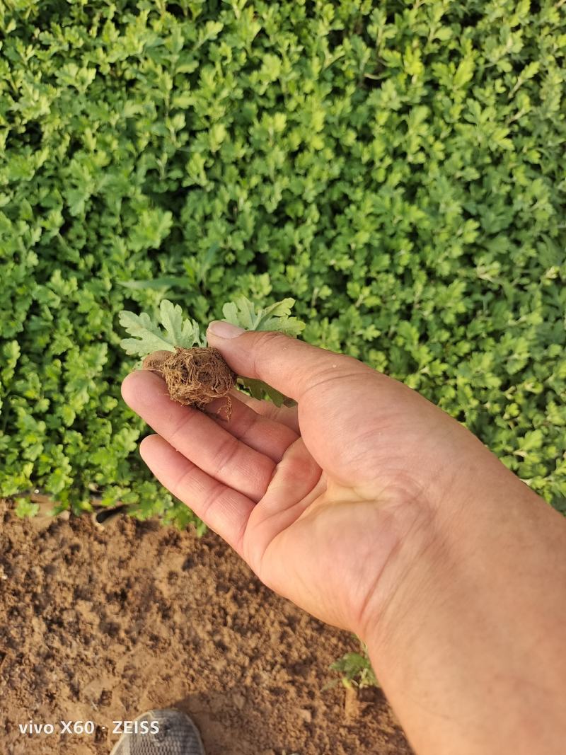 国庆菊，千头菊，穴盘苗，有黄色的，红色的，粉色的，玫红色