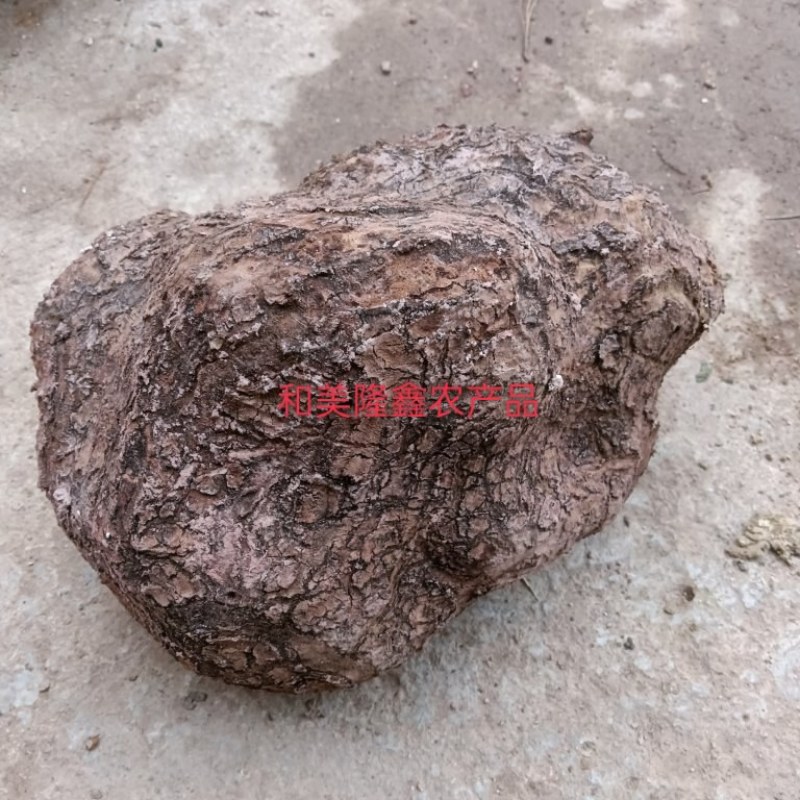 无硫白茯苓水洗带皮整个干货，支持批发零售自然晒干个子茯苓