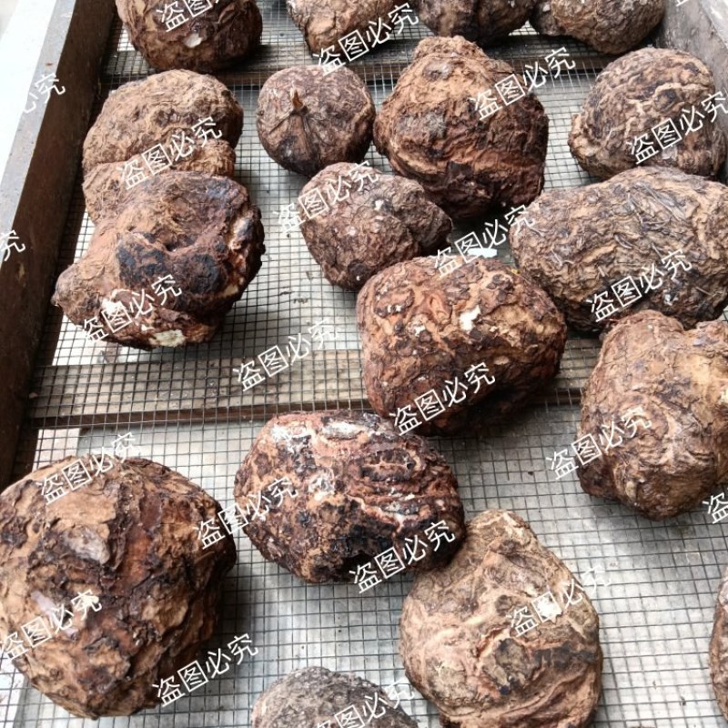 无硫白茯苓水洗带皮整个干货，支持批发零售自然晒干个子茯苓