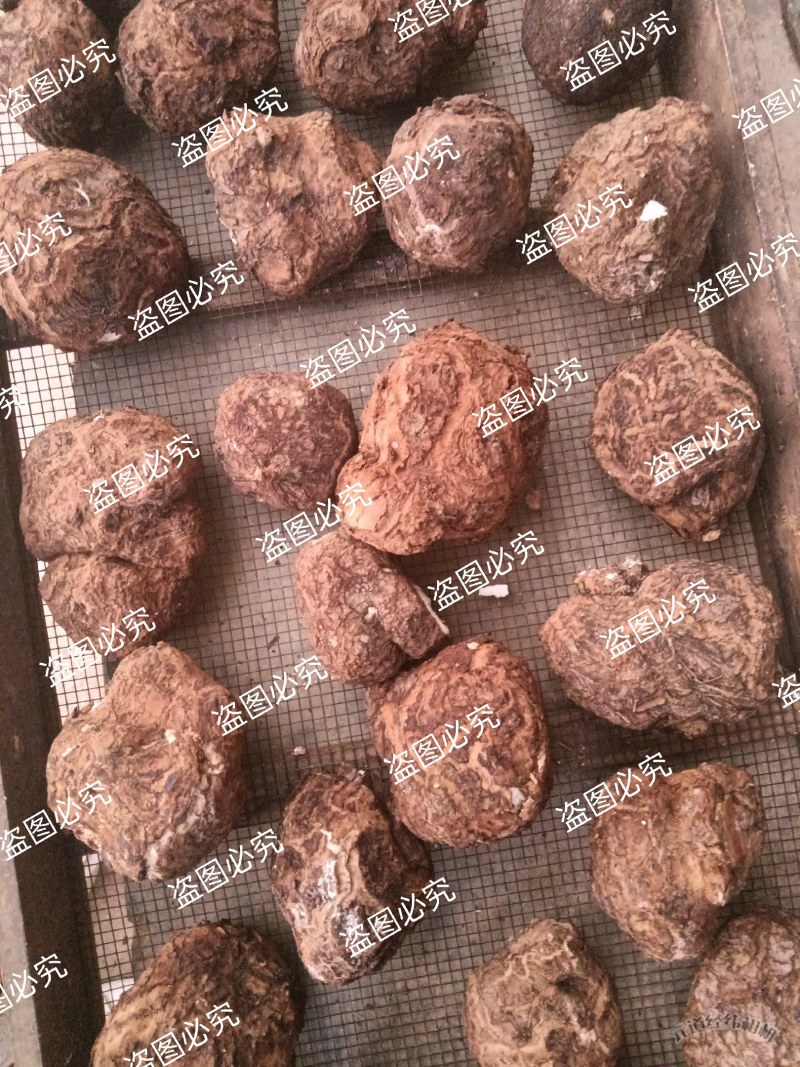 无硫白茯苓水洗带皮整个干货，支持批发零售自然晒干个子茯苓