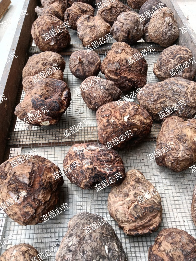 无硫白茯苓水洗带皮整个干货，支持批发零售自然晒干个子茯苓