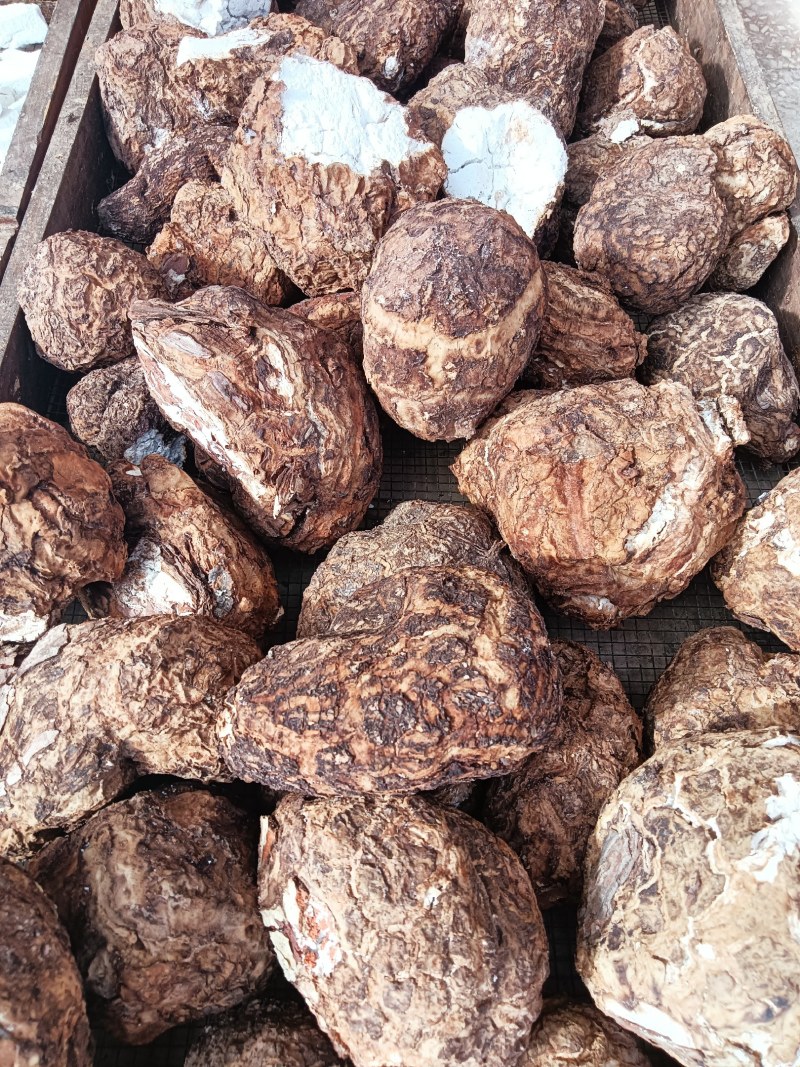 无硫白茯苓水洗带皮整个干货，支持批发零售自然晒干个子茯苓