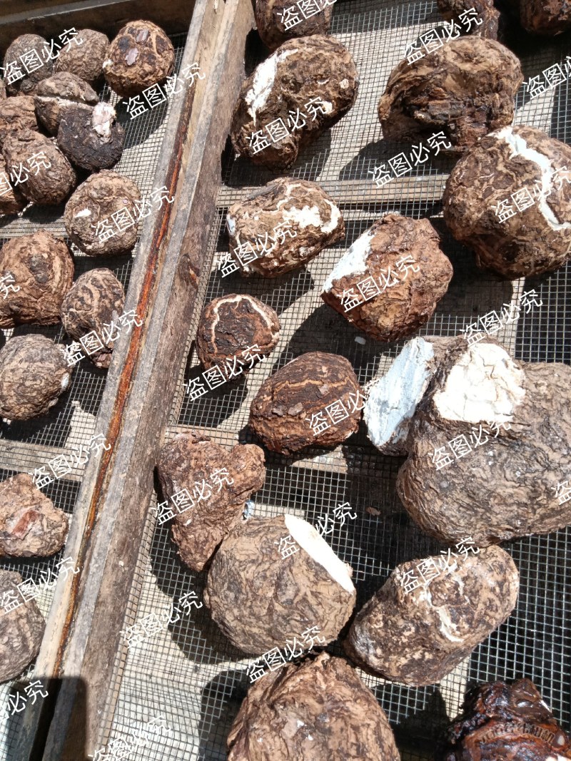 无硫白茯苓水洗带皮整个干货，支持批发零售自然晒干个子茯苓