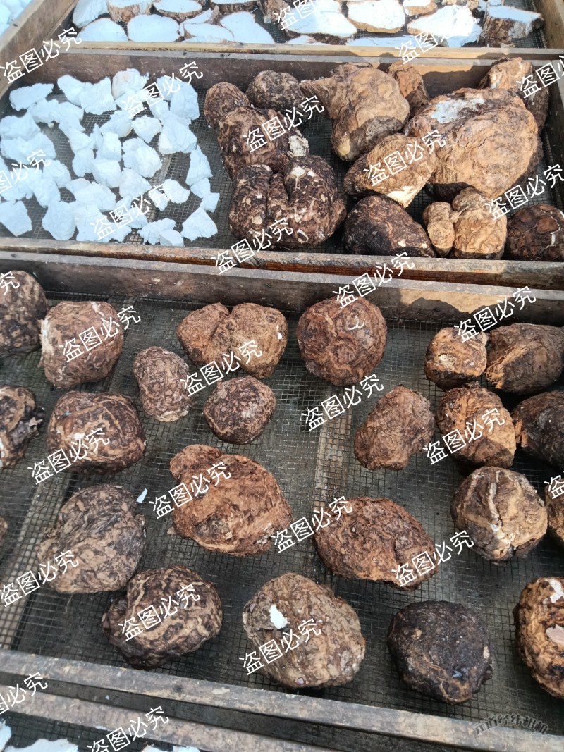 无硫白茯苓水洗带皮整个干货，支持批发零售自然晒干个子茯苓