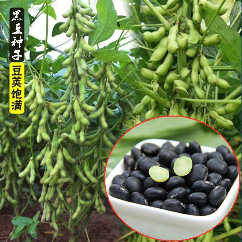 黑豆高产非转基因高产黄心大豆种子粗粮