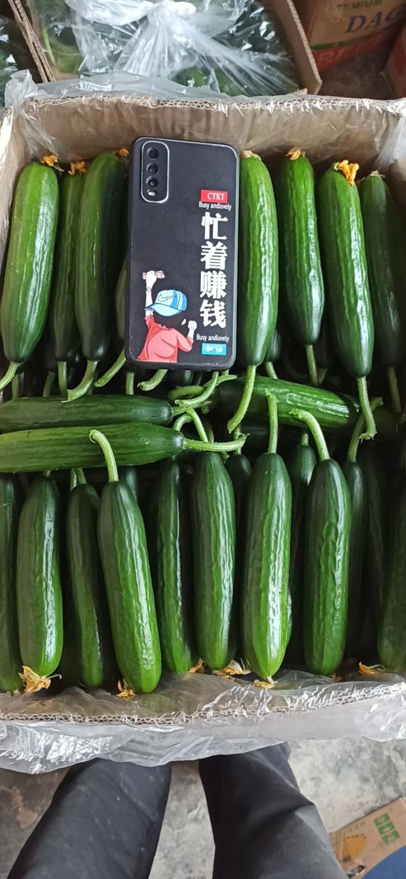 水果黄瓜，产地直发货源充足稳定一手货源量大从优服务周到