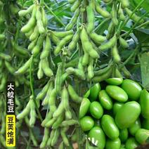 毛豆种子早熟大粒绿毛豆非转基因晚熟高产黄大豆种籽四季蔬菜