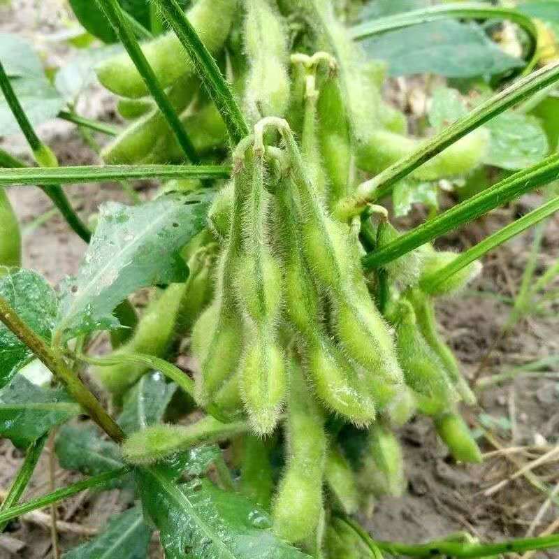 毛豆种子早熟大粒绿毛豆非转基因晚熟高产黄大豆种籽四季蔬菜