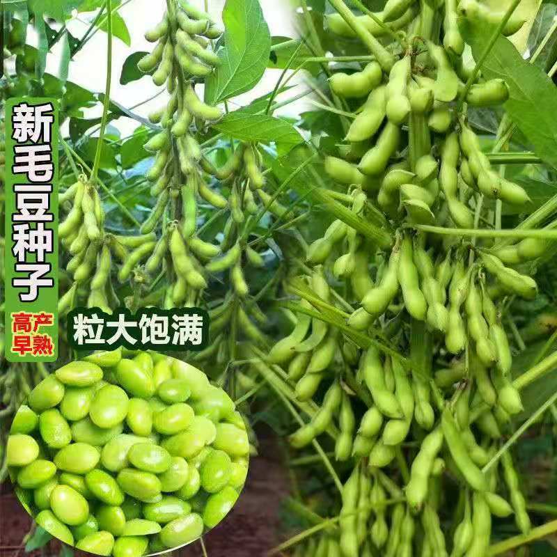 毛豆种子早熟大粒绿毛豆非转基因晚熟高产黄大豆种籽四季蔬菜