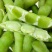 毛豆种子早熟大粒绿毛豆非转基因晚熟高产黄大豆种籽四季蔬菜