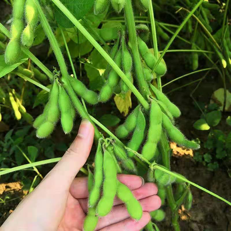 毛豆种子早熟大粒绿毛豆非转基因晚熟高产黄大豆种籽四季蔬菜