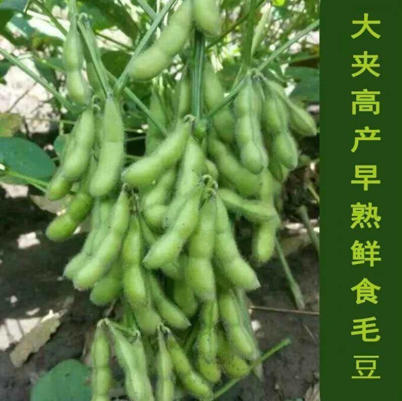 毛豆种子早熟大粒绿毛豆非转基因晚熟高产黄大豆种籽四季蔬菜