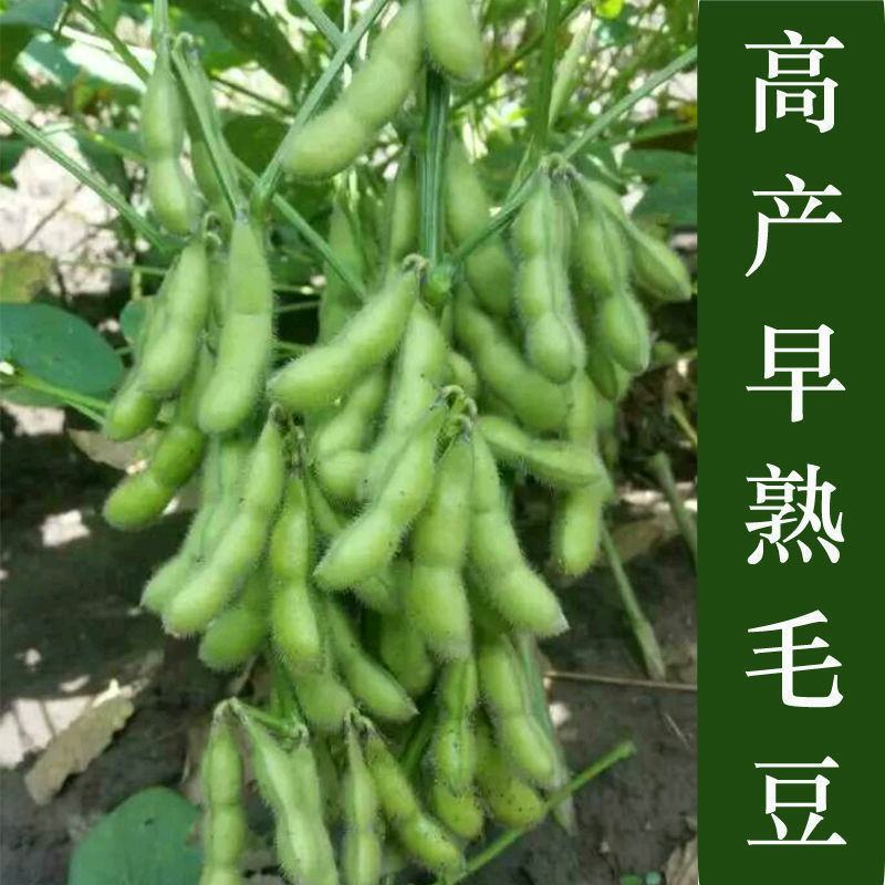 毛豆种子早熟大粒绿毛豆非转基因晚熟高产黄大豆种籽四季蔬菜