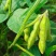 毛豆种子早熟大粒绿毛豆非转基因晚熟高产黄大豆种籽四季蔬菜