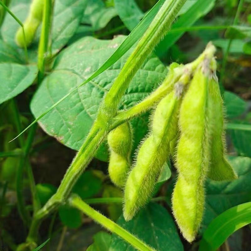 毛豆种子早熟大粒绿毛豆非转基因晚熟高产黄大豆种籽四季蔬菜