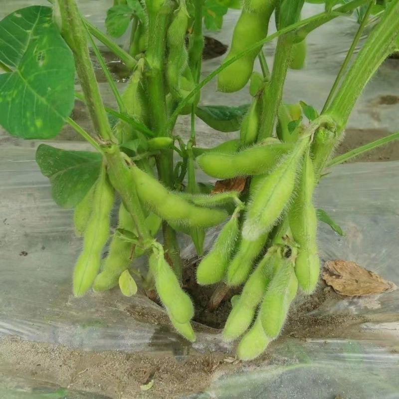 毛豆种子早熟大粒绿毛豆非转基因晚熟高产黄大豆种籽四季蔬菜