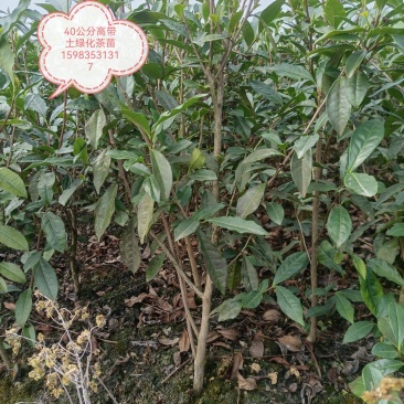 3年以上带土绿化茶苗