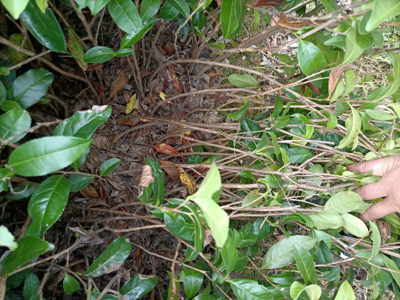 3年以上带土绿化茶苗