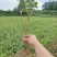 3年以上带土绿化茶苗