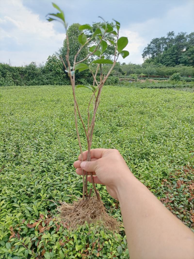 3年以上带土绿化茶苗