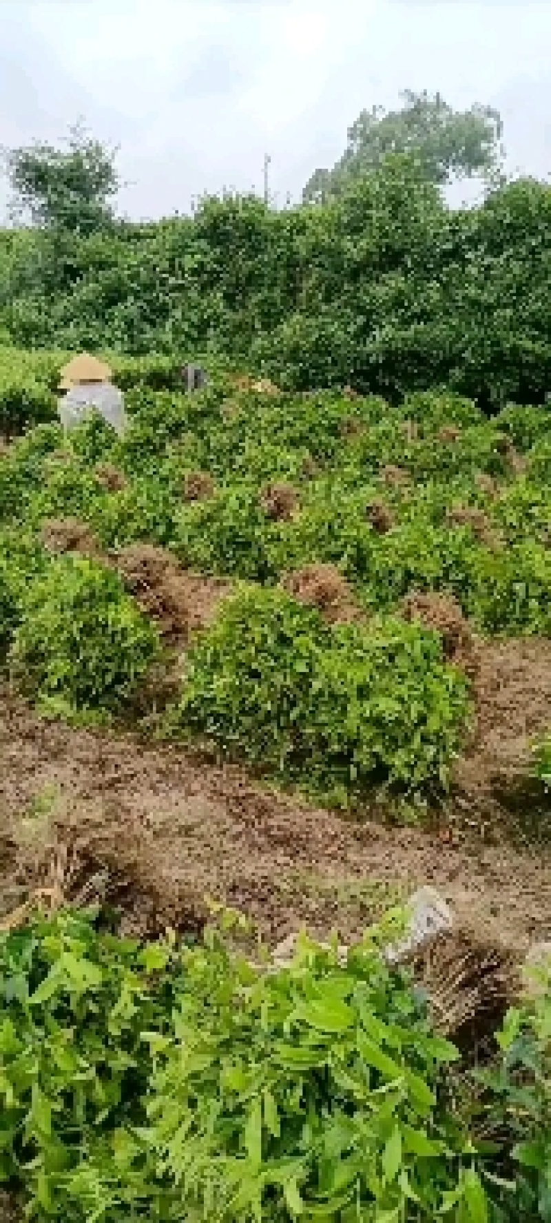 3年以上带土绿化茶苗