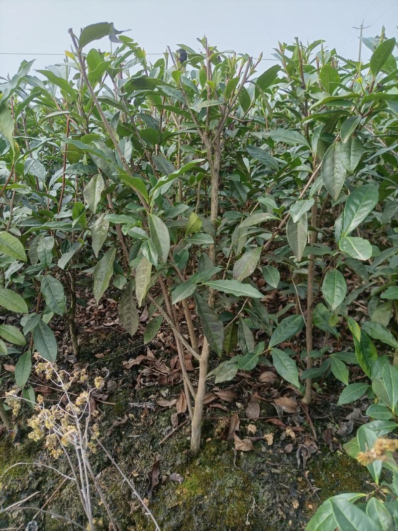 3年以上带土绿化茶苗