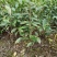 3年以上带土绿化茶苗