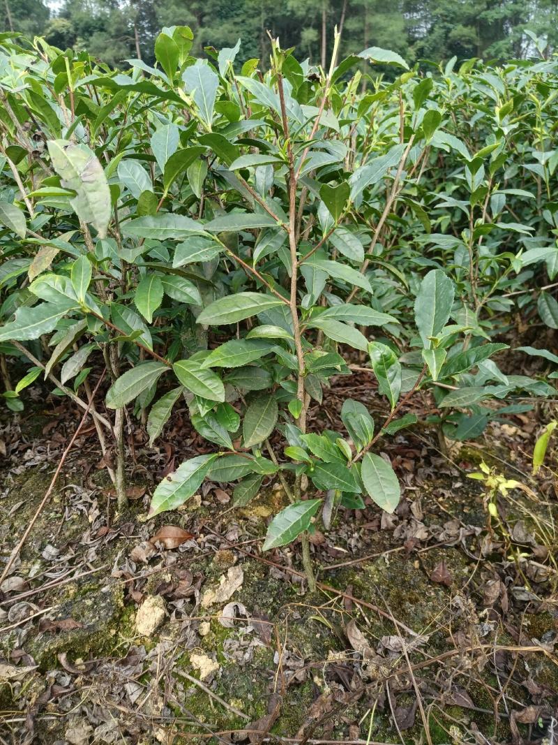 3年以上带土绿化茶苗