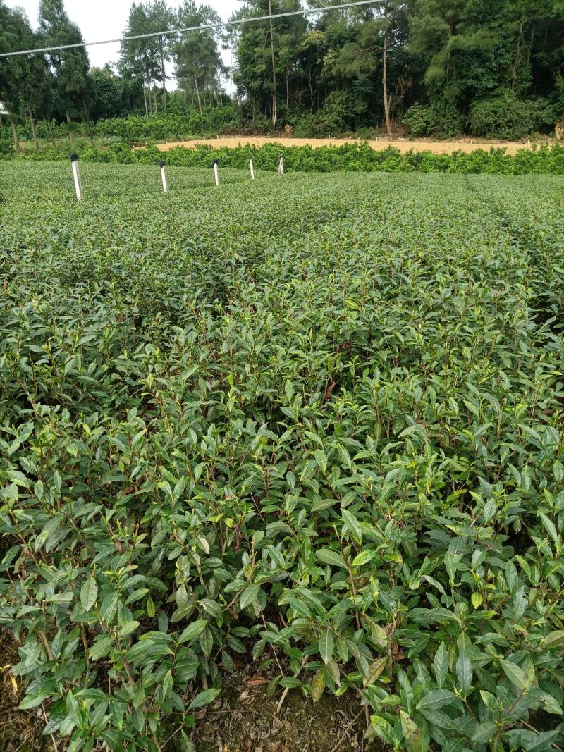 3年以上带土绿化茶苗